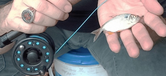 Animal captured with the methodology described with Flyfishing.