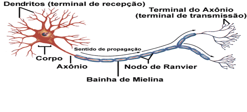 Neurônio e suas partes