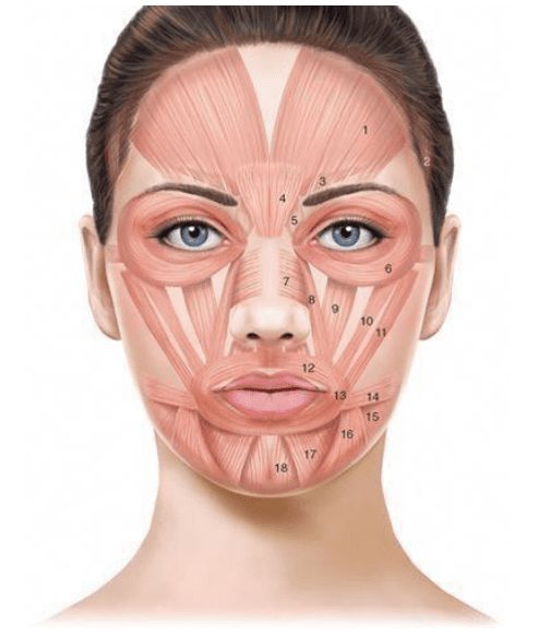 1) frontalis; 2) temporalis; 3) corrugator supercilii; 4) procerus; 5) depressor supercilii; 6) orbicularis oculi; 7) nasalis; 8) levator labii superioris alaeque nasi; 9) levator labii superioris; 10
