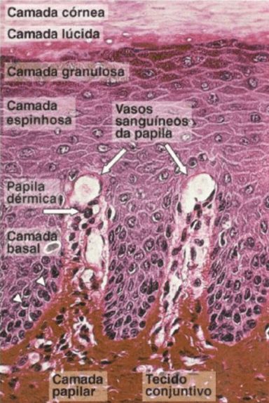 Corte histológico da pele espessa