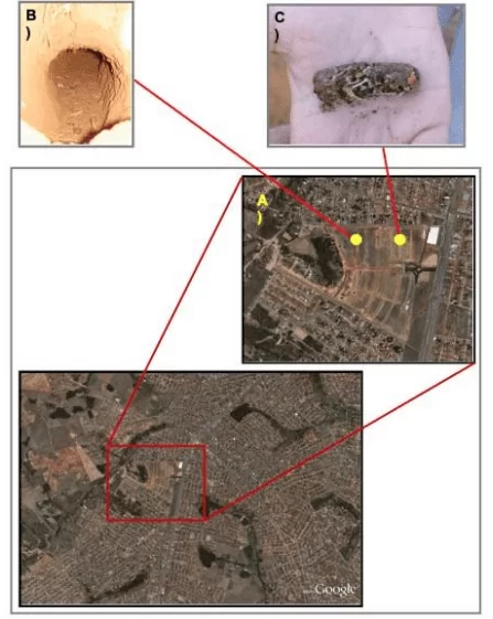 Área de ocorrência dos ninhos e de coleta das egagrópilas de Athene cunicularia