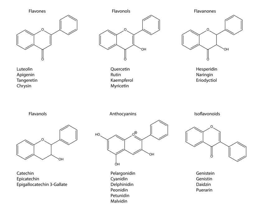 Flavonoid compounds structure