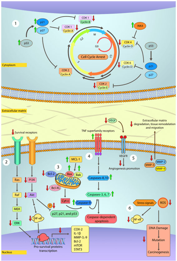 PDF) Ex vivo model exhibits protective effects of sesamin against