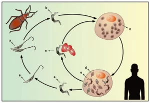 Ciclo de vida do protozoário flagelado Trypanosoma cruzi