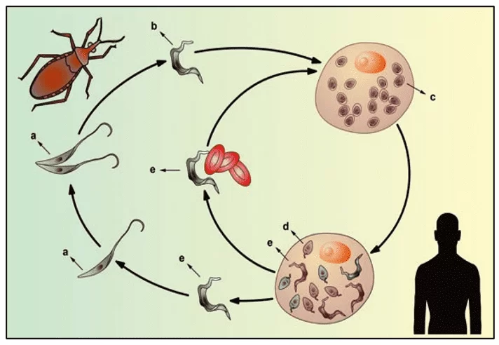 Doença de Chagas: mecanismos de infecção, resposta imune