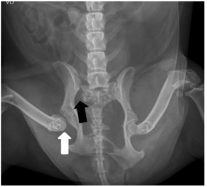 Cão, sem raça definida, 7 anos e 1 mês, 16 kg. Exame radiográfico em projeção ventro-dorsal evidenciando a luxação coxofemoral esquerda (seta branca) e luxação sacroilíaca (seta preta).