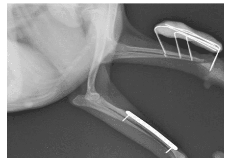 CICATRIZAÇÃO ÓSSEA E MÉTODOS DE FIXAÇÃO - De Pequenos Animais