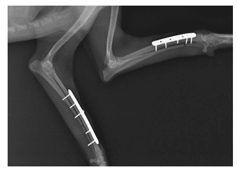Imagem radiográfica de canino, fêmea, 5 anos, no pós-operatório da primeira cirurgia de osteossíntese com placa bloqueada em ambos os membros