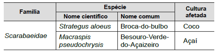 Insetos da ordem Coleoptera, família Scarabaeidae, que foram registrados no Estado do Amapá no período entre os anos 2000 e 2017, relacionados ao cultivo do coco e açaí.