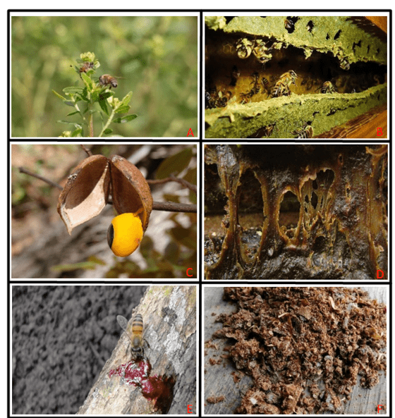 Principais tipos de própolis e fonte vegetal relacionada.