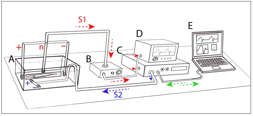 Representação esquemática de um arranjo experimental para experimentos comportamentais e de estimulação em peixes elétricos