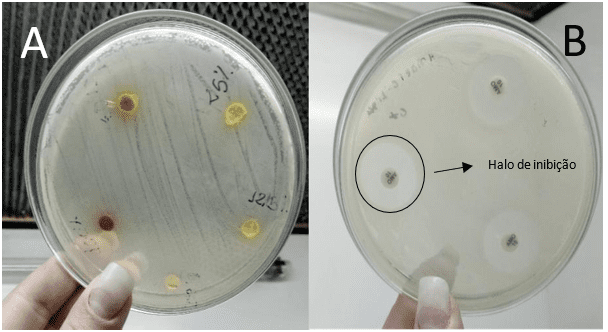 Comparison of the presence or absence of inhibition halos