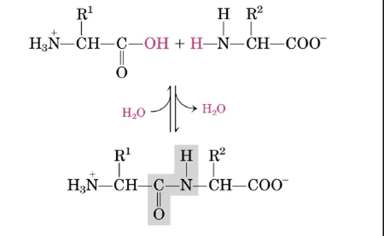 Ligação Peptídica