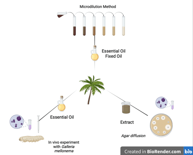 Resumo dos ensaios antibacterianos com S. coronata