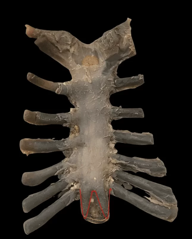 Dorsal view of the sternum showing the two xiphoid processes separated by connective tissue and without a foramen visible to the naked eye