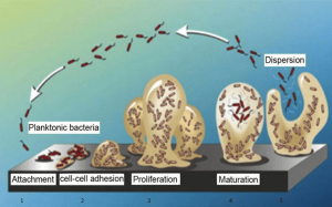 The four stages of bacterial biofilm formation on surfaces.