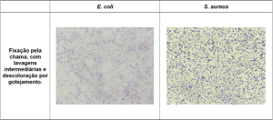 Registro fotográfico das principais alterações microscópicas identificadas nos protocolos de coloração de Gram realizados - Fixação