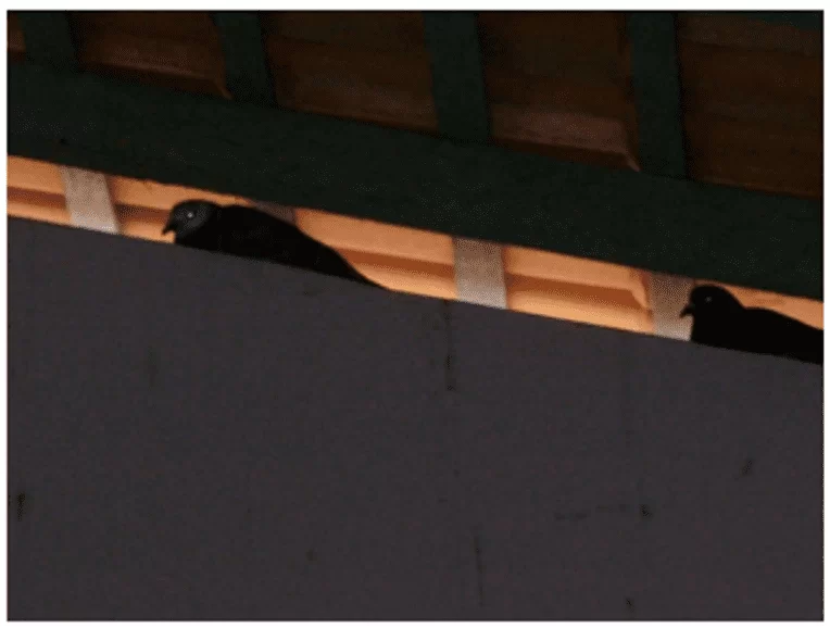 Pigeons sur le toit et dans le domaine de la cantine.