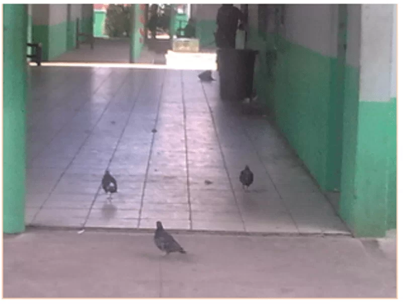 Pigeons dans les couloirs de l’école