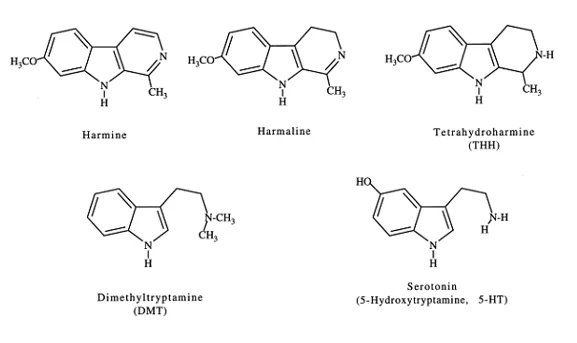 Figura 1. Estruturas moleculares de alcalóides N, N-dimetiltriptamina e harmala encontrados na ayahuasca. A serotonina é incluída para ilustrar a semelhança molecular com os outros alcalóides de indol. Callaway, James, 1996