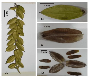 Fruto de Dioscorea trifida. A – frutos na panícula, B – fruto antes da deiscência, C – fruto no início da deiscência, D – fruto aberto.