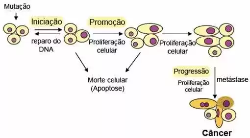 Etapas da carcinogênese. Fonte: Ministério da Saúde (2010).