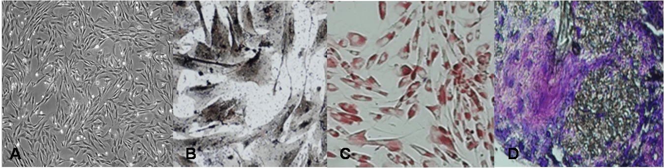 Análise morfológica fibroblastóide da cultura das células-tronco mesenquimais isoladas a partir do tecido adiposo de felinos jovens e saudáveis (CTMs-TAF) (A) e suas diferenciações osteogênica(B), adipogênica(C) e condrogênica(D); Obj. 4x(A), 40x(B), 20x(C) e 40x(D).