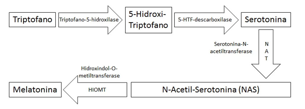 Figura 5 - Via bioquímica da síntese de melatonina a partir do aminoácido triptofano. (Dias, Fagundes et al., 2013)