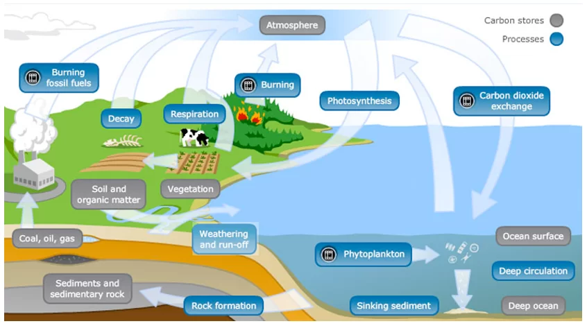 Carbon Cycle.