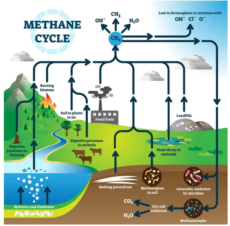 Methane Cycle