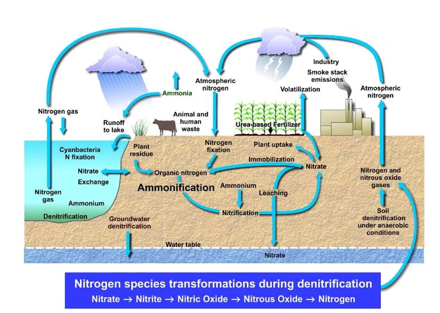 Nitrogen Cycle.