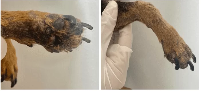 Imagem fotográfica de canino, fêmea, 5 anos, com infecção e grave dermatite em coxins do membro direito por automutilação após 60 dias do segundo procedimento cirúrgico