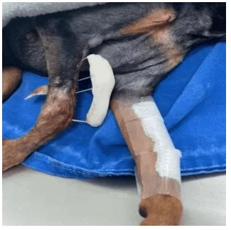 Imagem fotográfica de canino, fêmea, 5 anos, pós osteossíntese com fixador esquelético externo e dreno no membro direito, e retirada de três parafusos em membro esquerdo