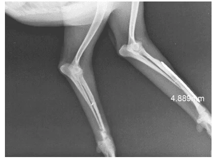 Imagem radiográfica de canino, fêmea, 5 anos, apresentando crescimento ósseo