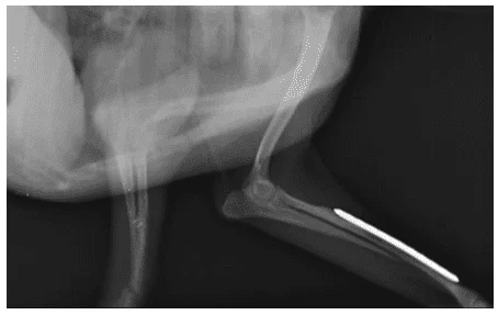 Imagem radiográfica de canino, fêmea, 5 anos, com aumento significativo e progressivo do osso em membro esquerdo após 60 dias do segundo procedimento cirúrgico.