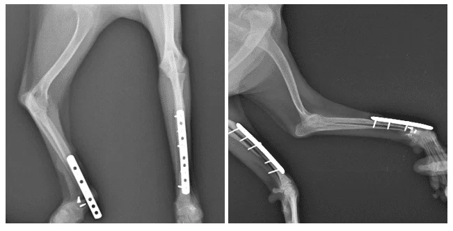 Imagem radiográfica de canino, fêmea, 5 anos, com fratura de rádio e ulna e placa bloqueada exposta em membro direito e atrofia óssea bilateral.