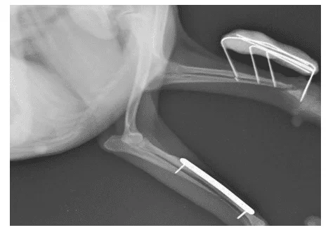 Imagem radiográfica de canino, fêmea, 5 anos, com não formação de calo ósseo no membro direito após 133 dias da segunda cirurgia