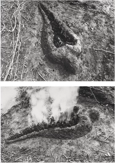 Figure 5 - Ana Mendieta, Untitled (Silueta Series), 1980. 2 lifetime black and white photographs 8 x 10 inches (20.3 x 25.4 cm) each. [http://www.galerielelong.com/artist/ana-mendieta]