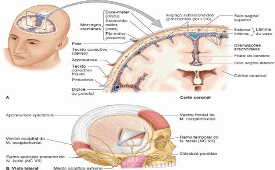 Figura 1 - Fonte: MOORE; DALLEY, 2007.