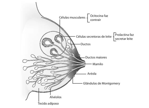 Figura 1: Esquema dos componentes da mama. Fonte: Guilherme e Nascimento (2013, p.6).