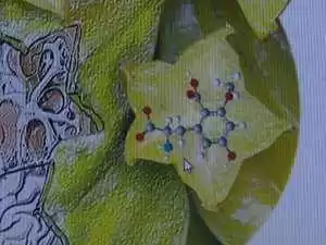 Substância tóxica da carambola pode causar insuficiência renal, diz estudo da USP de Ribeirão Preto (Foto: MaurÃcio Glauco/EPTV)