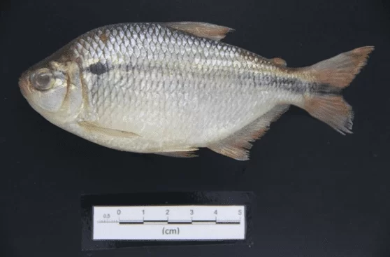 Astyanax novae collected from the Neblina River in the Eastern Amazon.