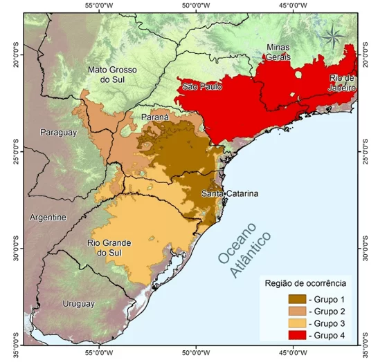 Combinação das quatro regiões de ocorrência da erva-mate no Brasil