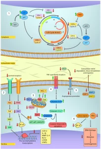 Main steps at which polyphenols may treat cancer