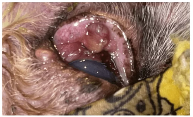 Exame clínico de lesão cutâneo em cão.