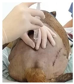 Cão, sem raça definida, 7 anos e 1 mês, 16 kg. Administração da anestesia epidural entre 5ª vértebra lombar e 6ª vértebra lombar.