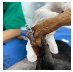 Imagem fotográfica de canino, fêmea, 5 anoscom placa bloqueada exposta em região distal de rádio direito