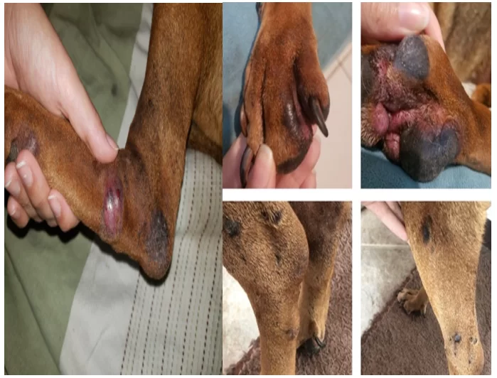 edema em membro posterior.