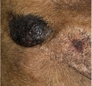 lesão e extravasamento de mucosa em região pélvica