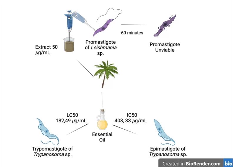 Resumo dos ensaios antiparasitário com S. coronata